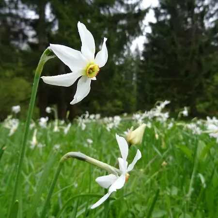 Wooden Vikendica Jesenice