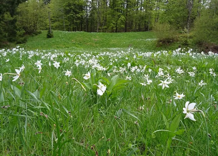 بيت للعطل Wooden جيسينيس