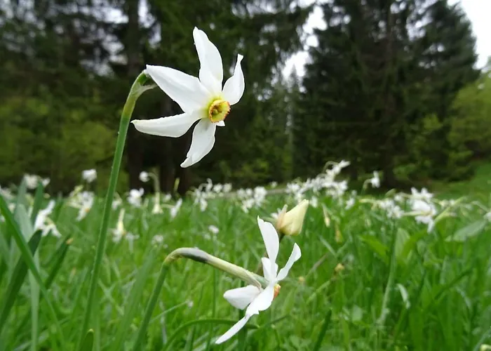 Wooden Holiday home Jesenice